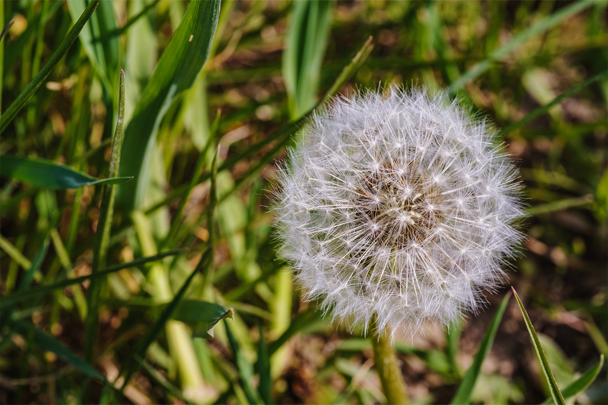 may flower